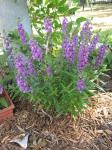 Serena Angelonia (angustifolia)