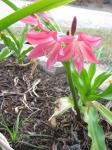 Crinum611