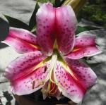 Stargazer Lily