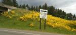 Scotch broom in bloom