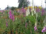 foxgloves and scotch broom in distance