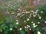 Shasta daisies