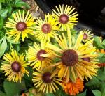 Chim Chiminee Rudbeckia