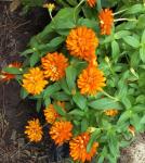 Zahara Double Fire Zinnia