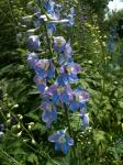 Delphinium