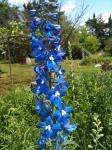 Delphinium