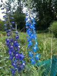 Delphiniums