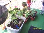 tomato plants last month