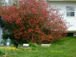 Red Flowering Quince 