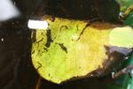 black sooty cases on leaf