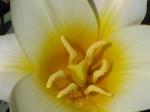 Johann Strauss Tulip...