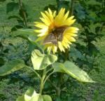 Butterfly on Sunflower