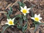 Johann Strauss Tulips