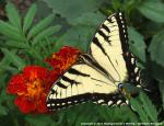 Marigold, Scarlet Starlet