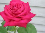 ONE OF MY ROSES