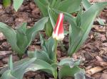 Johann Strauss Tulips