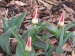 Johann Strauss Tulips