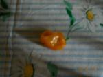 First Habanero pepper of the season!!  MANY more soon to come...