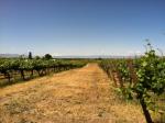 Wine fields in Eastern Washington State