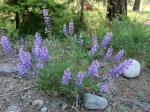 One of the many different species of lupine in WA