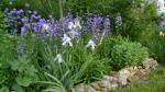 irises and dames rockets