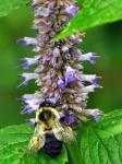 Bumblebee filling up its pollen baskets