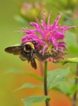 Bumblebees & Bee Balm