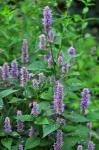 Agastache anisata (Anise Hyssop