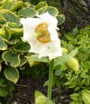 Meconopsis betonicifolia white