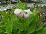 Cypripedium "Ulla Silkens"