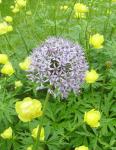 Allium giganteum