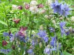 Aquilegia mix