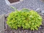 Hosta "Hydon Sunset" impersonating a bunny