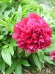 Paeonia officinalis