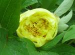 Paeonia Itoh-hybrid "Yellow Crown"