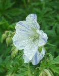 Geranium "Splish-Splash"