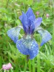 Iris sibirica