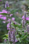 Agastache