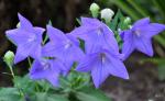 Balloon flower