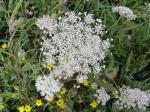 Queen Anne's Lace