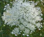 Queen Anne's Lace II 