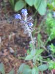 Blue Salvia for ID