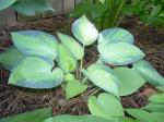 Hosta "June"