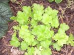 Heuchera "Lemon Chiffon"