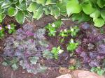 Heuchera "Midnight Rose"