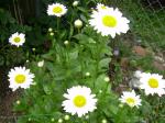"Becky" Daisies putting on a show