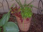 Coleus in re-purposed container