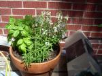 Basil, Rosemary, and White Angelonia