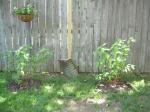 2 orphan Dogwood shrubs