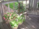 Purple Heart and Impatiens on the deck